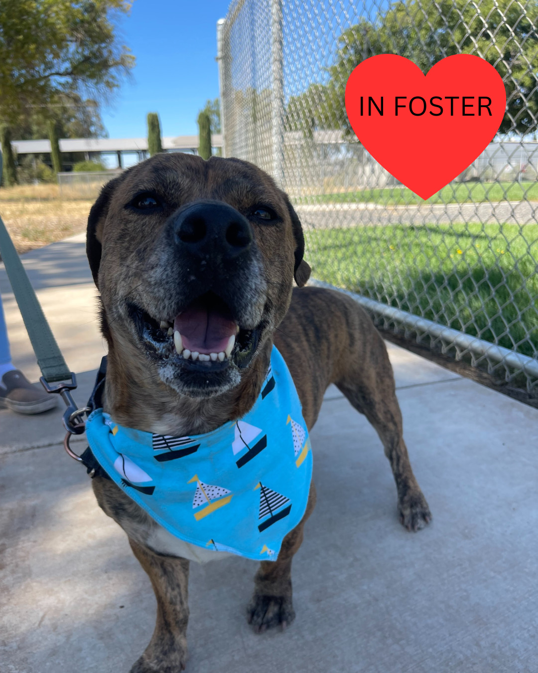 Benjamin - Adoption fee fully sponsored by the Paisley Family and Petfinder Foundation, an adoptable Pit Bull Terrier, Basset Hound in Chico, CA, 95928 | Photo Image 3