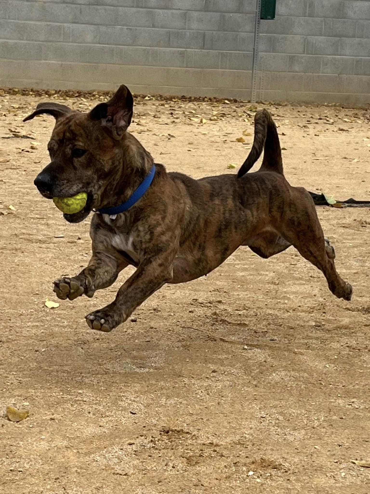 Benjamin - Adoption fee partially sponsored by Petfinder Foundation