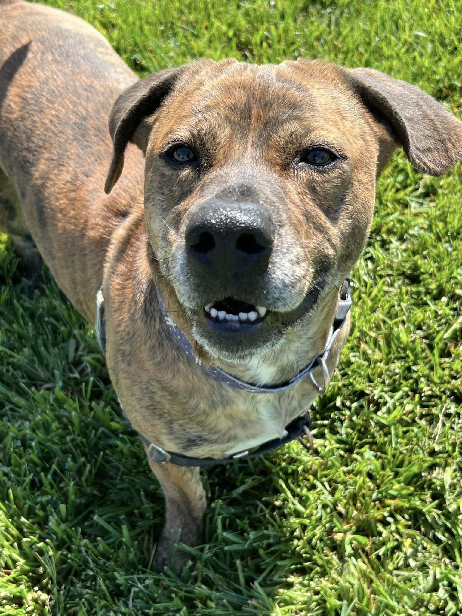 Benjamin - Adoption fee fully sponsored by the Paisley Family and Petfinder Foundation, an adoptable Pit Bull Terrier, Basset Hound in Chico, CA, 95928 | Photo Image 5