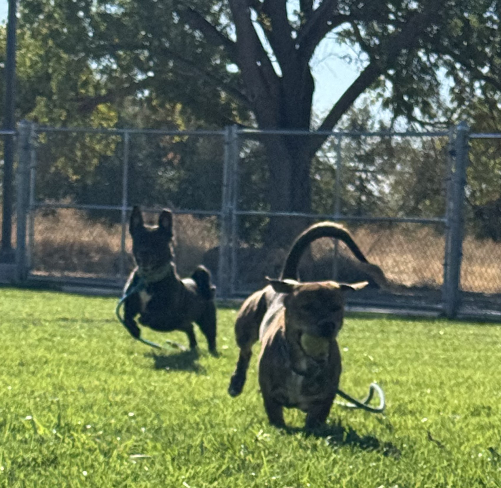 Benjamin - Adoption fee partially sponsored by Petfinder Foundation