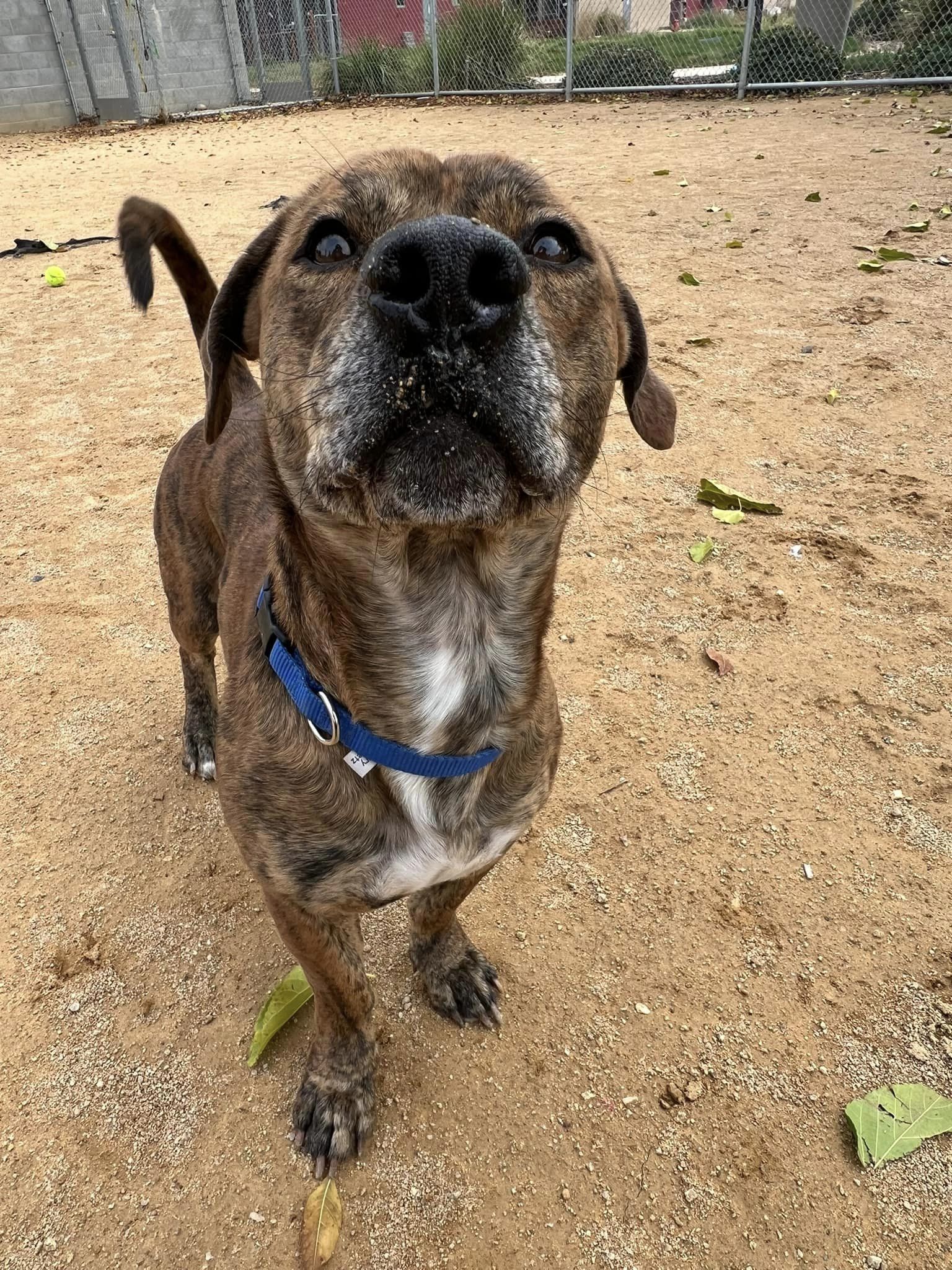 Benjamin - Adoption fee fully sponsored by the Paisley Family and Petfinder Foundation, an adoptable Pit Bull Terrier, Basset Hound in Chico, CA, 95928 | Photo Image 6