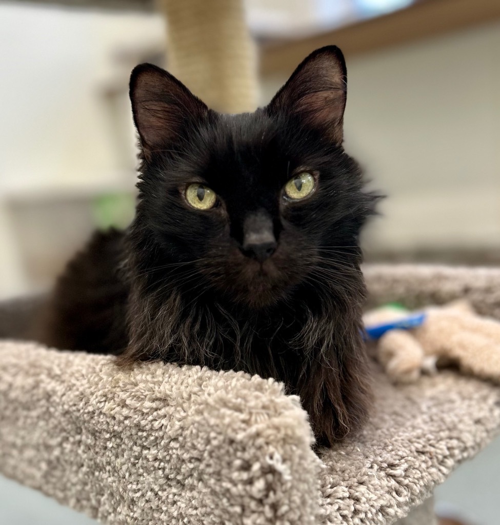 Napoleon (aka Pierre), an adoptable Domestic Long Hair in Cumberland, ME, 04021 | Photo Image 1