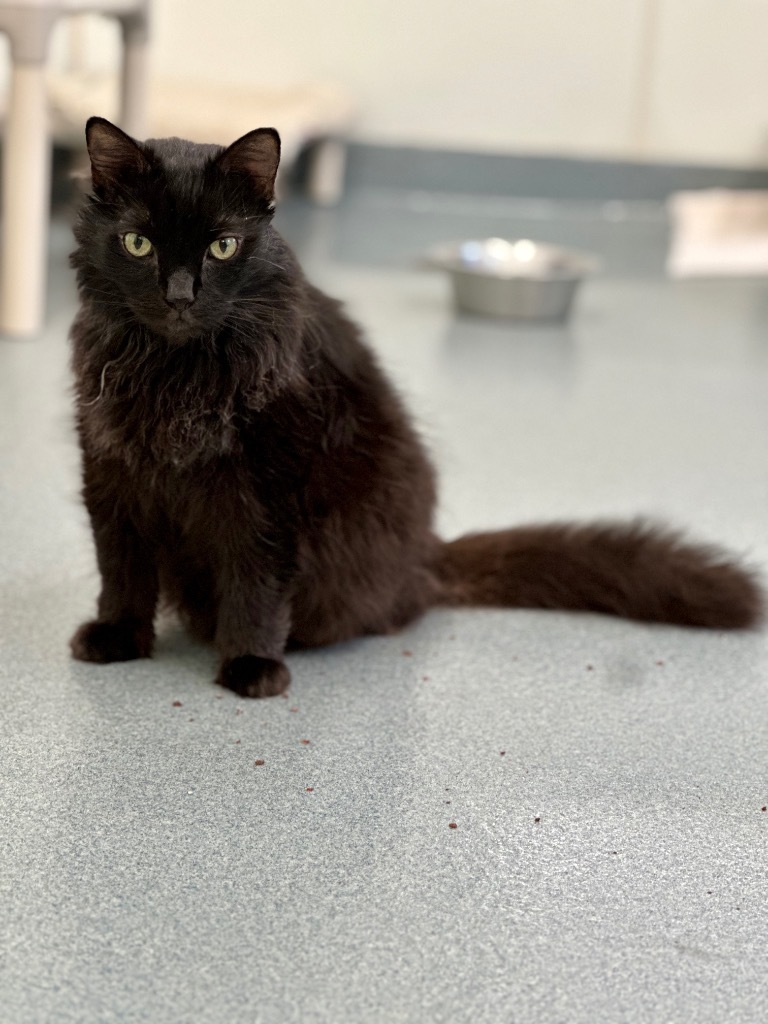 Napoleon (aka Pierre), an adoptable Domestic Long Hair in Cumberland, ME, 04021 | Photo Image 2