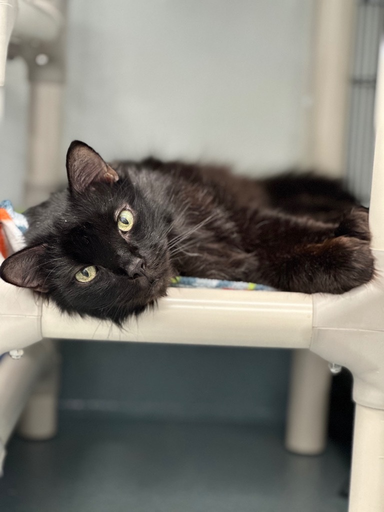 Napoleon (aka Pierre), an adoptable Domestic Long Hair in Cumberland, ME, 04021 | Photo Image 3