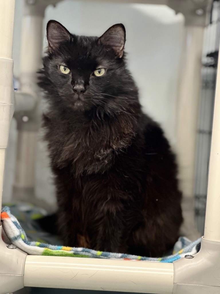 Napoleon (aka Pierre), an adoptable Domestic Long Hair in Cumberland, ME, 04021 | Photo Image 4
