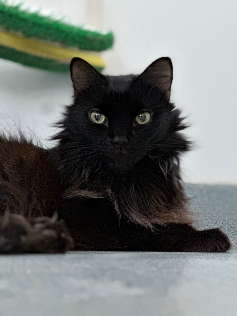Napoleon (aka Pierre), an adoptable Domestic Long Hair in Cumberland, ME, 04021 | Photo Image 5