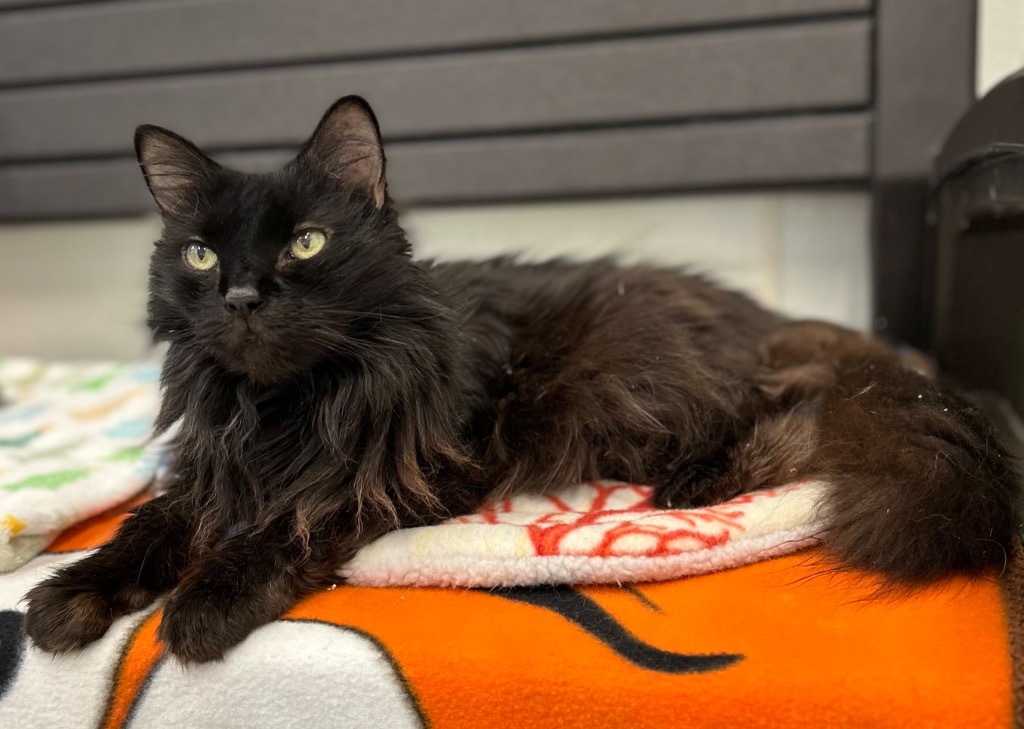 Napoleon (aka Pierre), an adoptable Domestic Long Hair in Cumberland, ME, 04021 | Photo Image 6