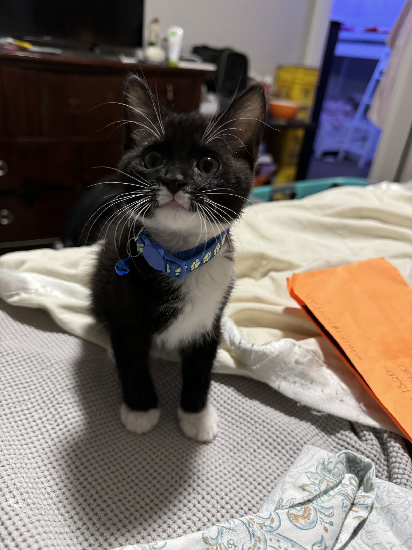 Cat for adoption Walmart, a Domestic Short Hair Mix in Orlando, FL