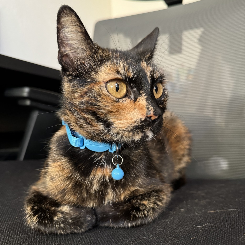 Jenny, an adoptable Domestic Short Hair in Santa Barbara, CA, 93111 | Photo Image 1