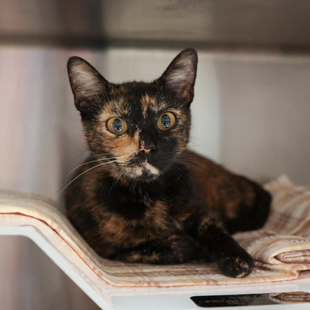 Jenny, an adoptable Domestic Short Hair in Santa Barbara, CA, 93111 | Photo Image 2