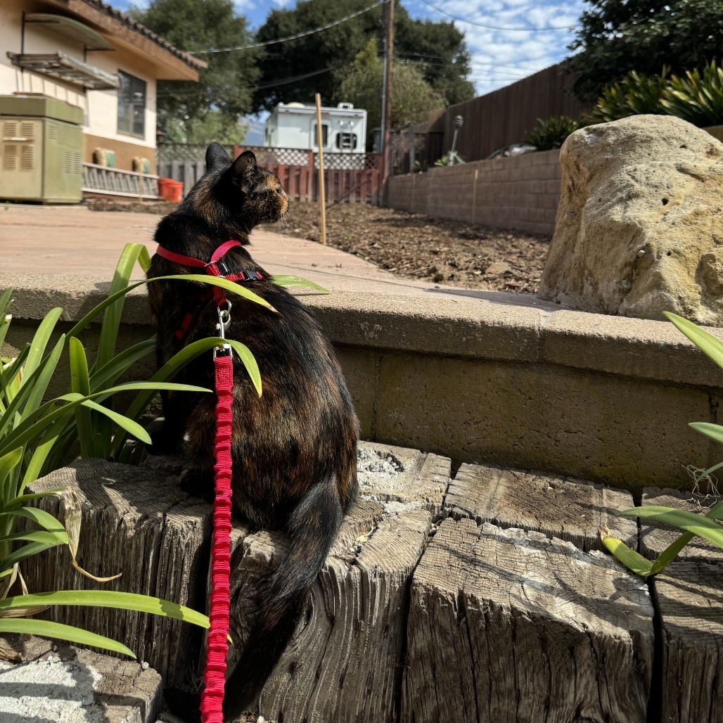 Jenny, an adoptable Domestic Short Hair in Santa Barbara, CA, 93111 | Photo Image 3