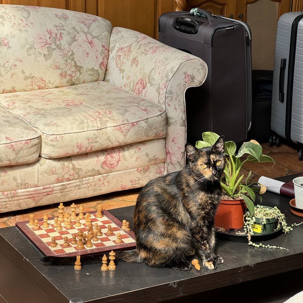 Jenny, an adoptable Domestic Short Hair in Santa Barbara, CA, 93111 | Photo Image 4