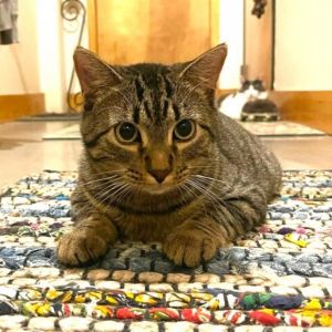 Babs, Adult Male Domestic Short Hair