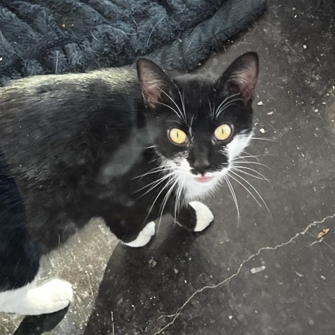 Stallion (Stallone (24 - 3M - Mom)), an adoptable Domestic Short Hair in Rifle, CO, 81650 | Photo Image 1