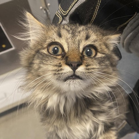 Spicy Mustard (24-3X-1), an adoptable Domestic Medium Hair in Rifle, CO, 81650 | Photo Image 1