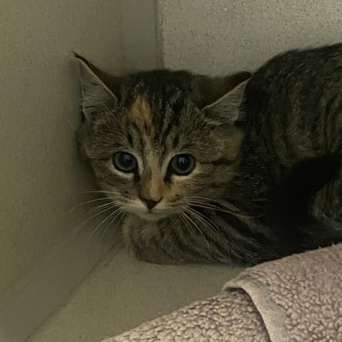 Honey Mustard(24-3Y-3), an adoptable Domestic Short Hair in Rifle, CO, 81650 | Photo Image 1