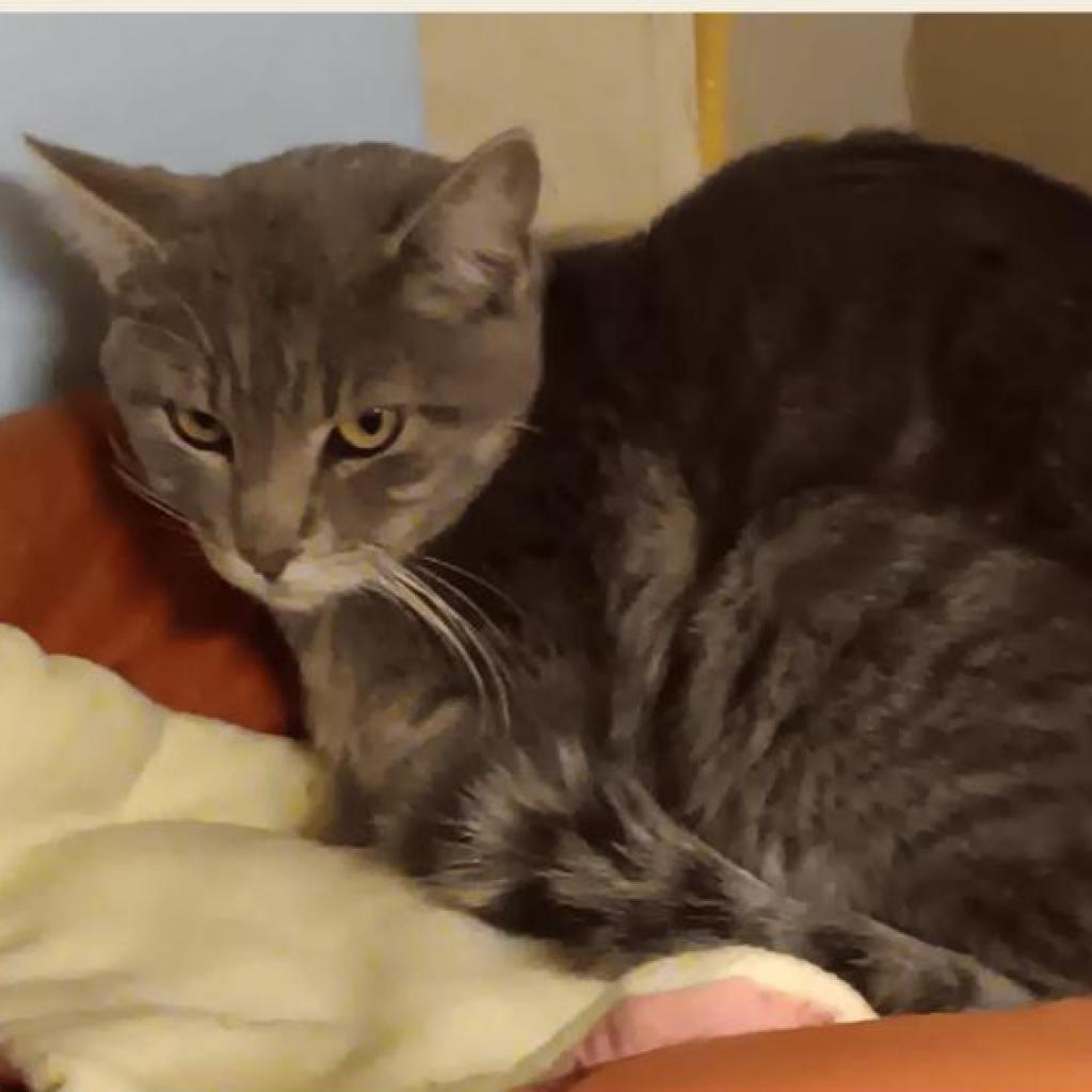 Gregorey, an adoptable Domestic Short Hair in Rochester, MN, 55903 | Photo Image 1