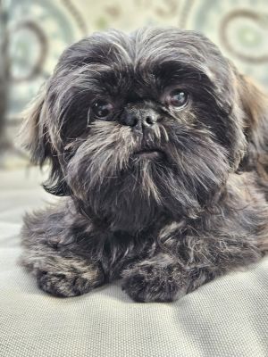 Shih Tzu - Dante Gio