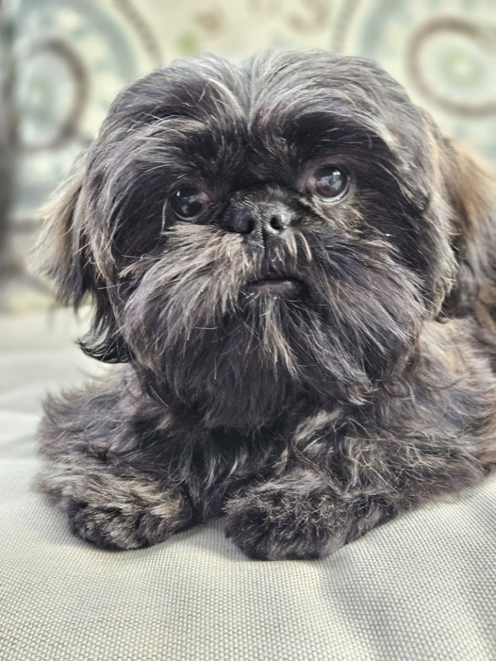 Shih Tzu - Dante Gio 1