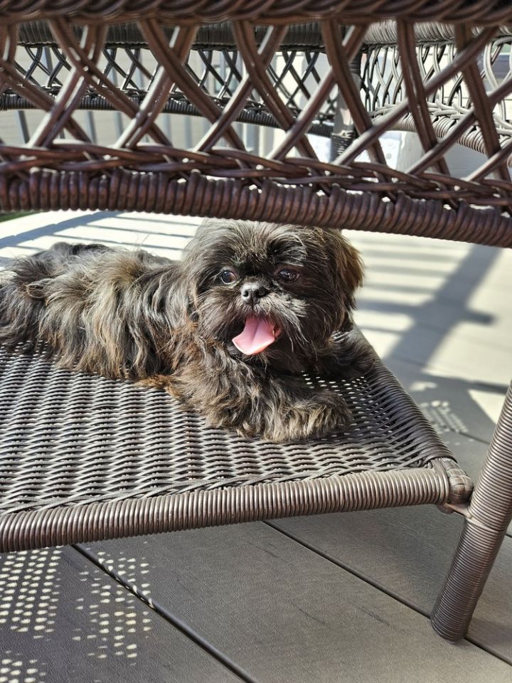 Shih Tzu - Dante Gio 2