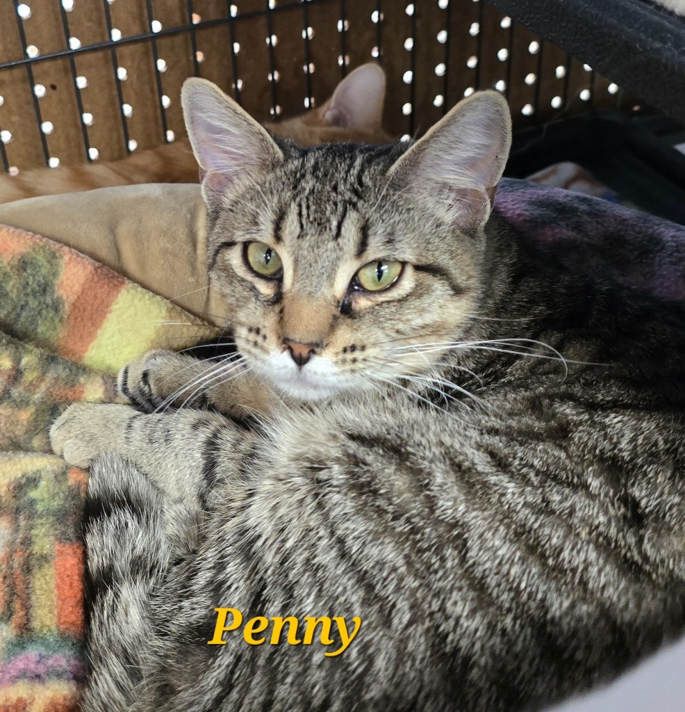 Penny