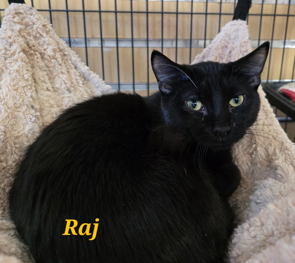 Raj