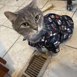 Duke Silver, Adult Male Domestic Short Hair