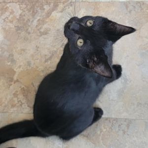 Marie, Adult Female Domestic Short Hair