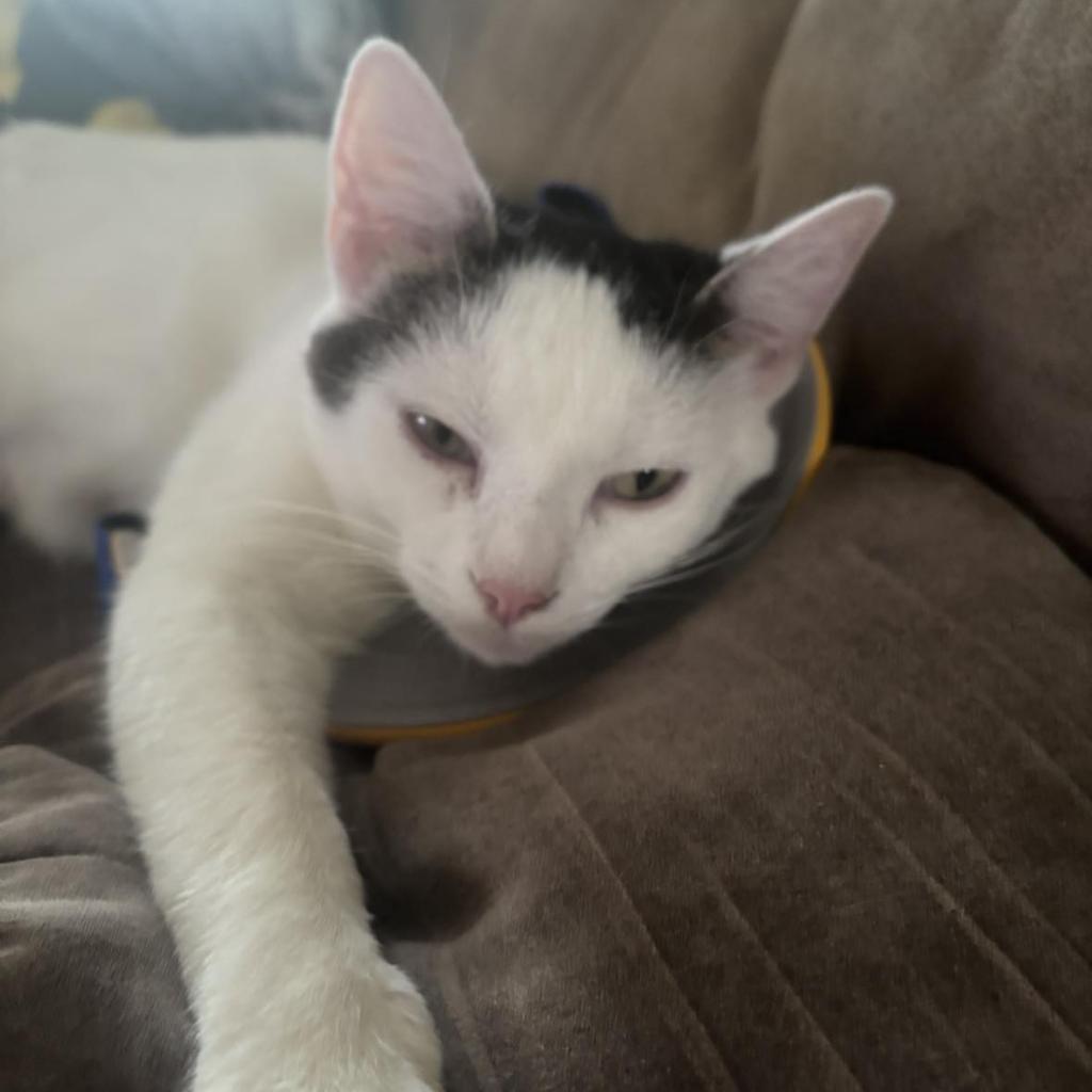 Luna