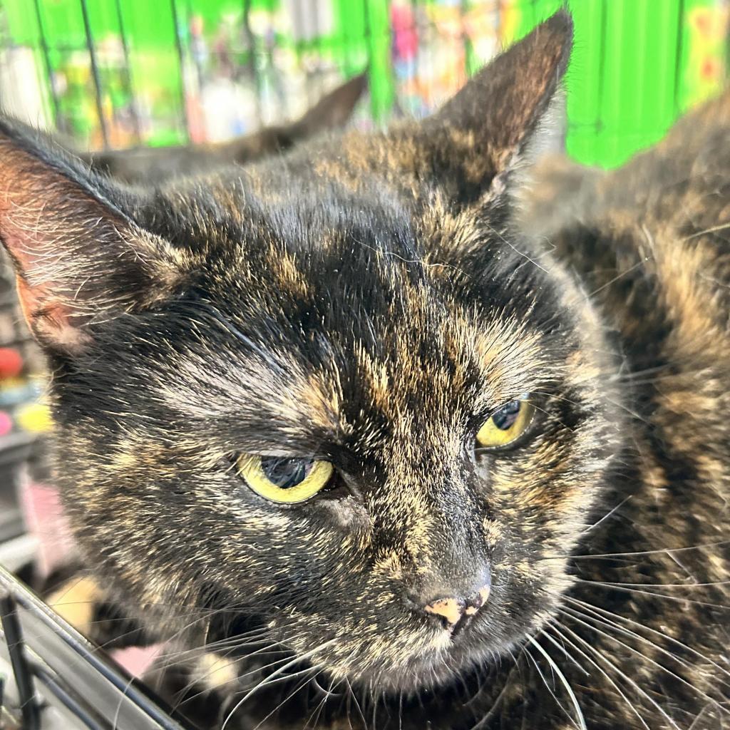 Jasmine