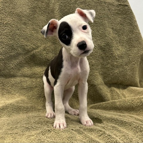 Autumn, an adoptable Pit Bull Terrier in Show Low, AZ, 85901 | Photo Image 1