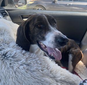 Beatrice loves children Beatrice is a sweet loving and smart girl who adores people and other dog