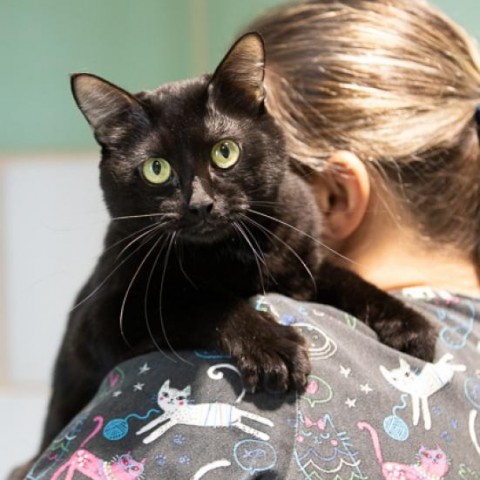 Crow, an adoptable Domestic Short Hair in Abilene, TX, 79602 | Photo Image 1