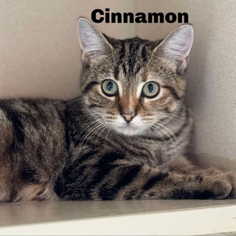 Cinnamon 240806, an adoptable Domestic Short Hair in Escanaba, MI, 49829 | Photo Image 1