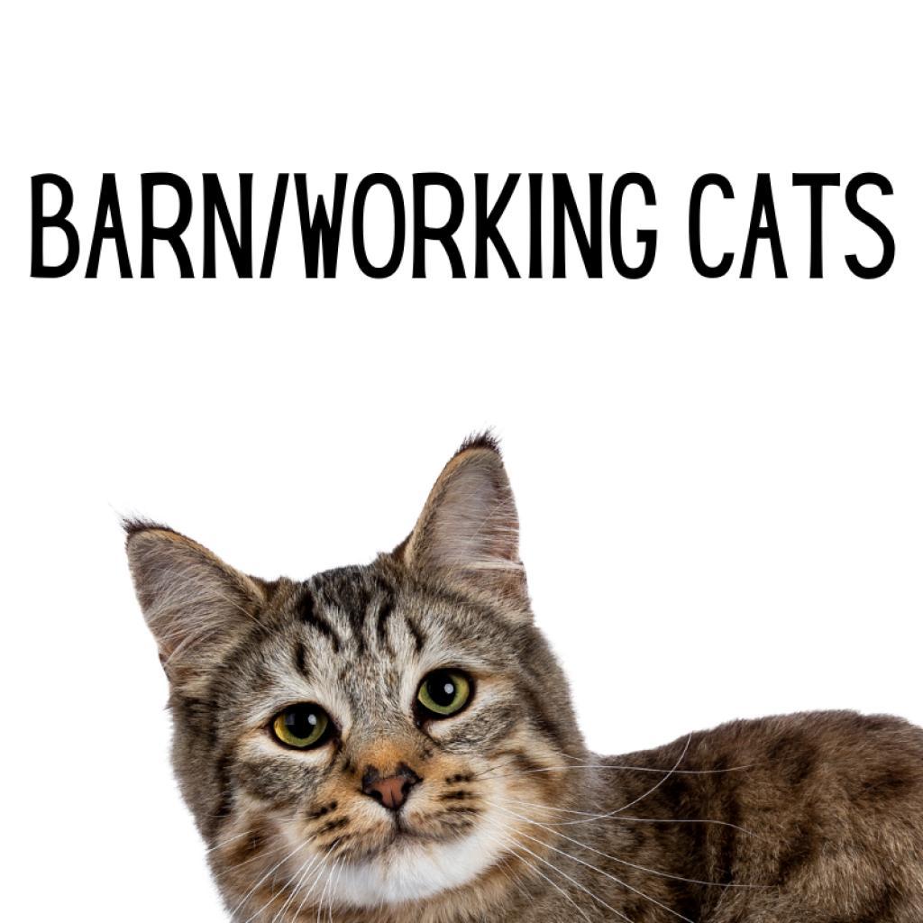 Barn/Working Cats, an adoptable Domestic Short Hair in Glenwood Springs, CO, 81601 | Photo Image 1