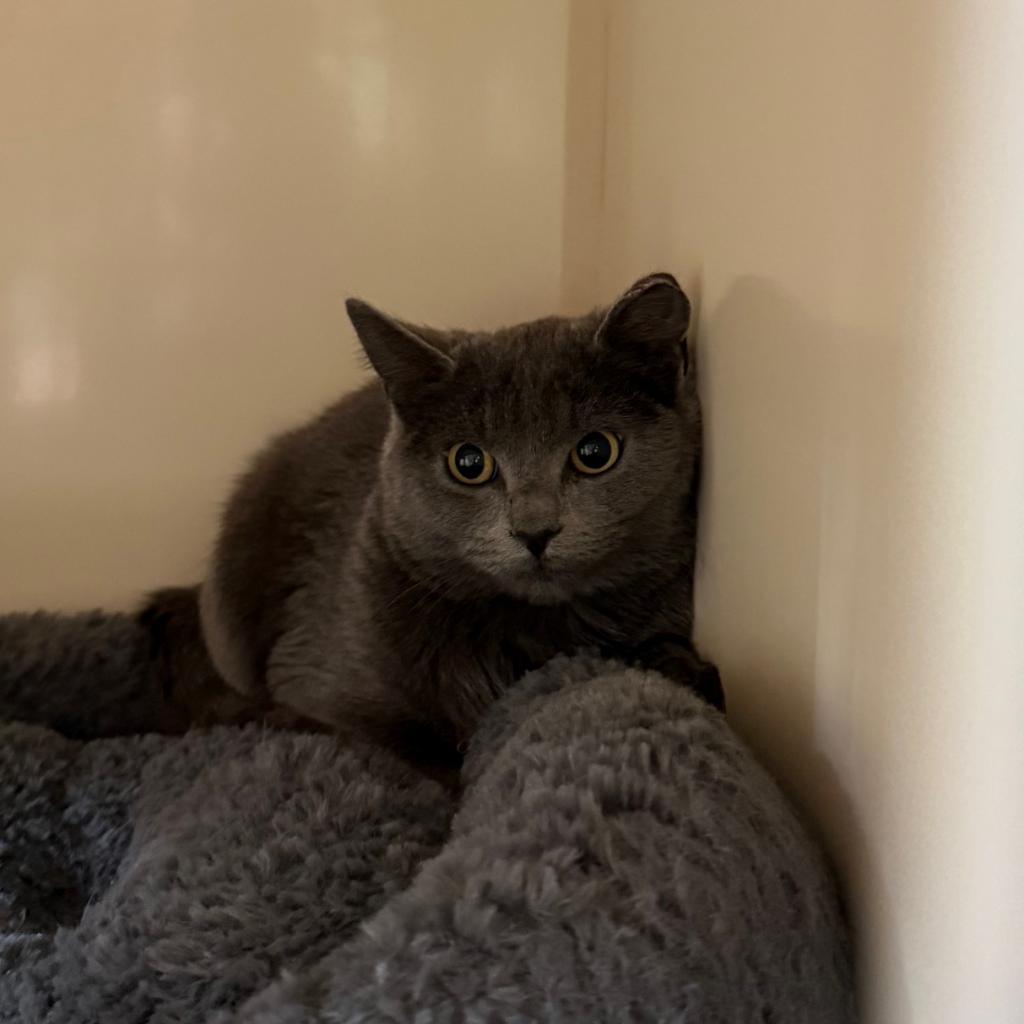 Barn/Working Cats, an adoptable Domestic Short Hair in Glenwood Springs, CO, 81601 | Photo Image 2