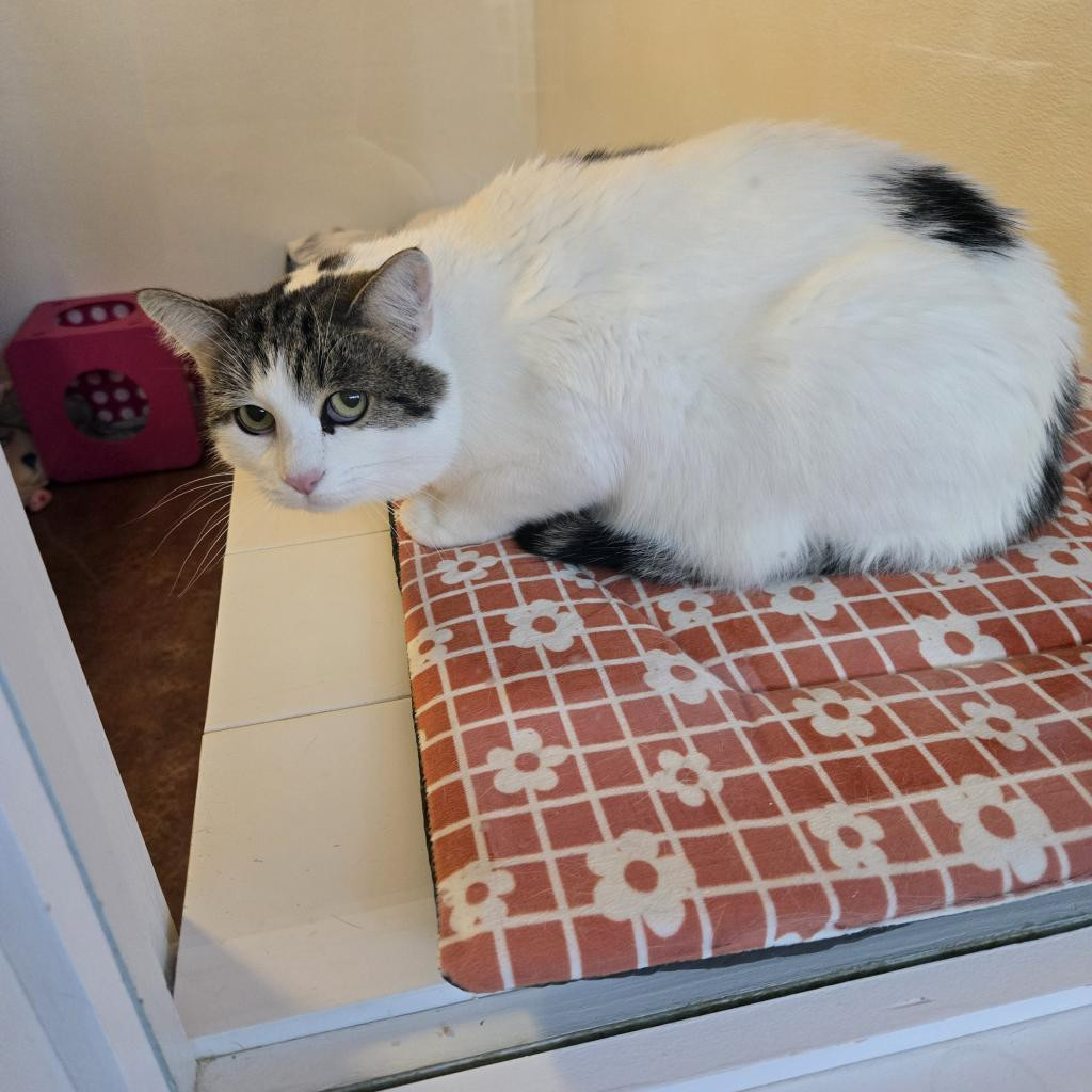 Barn/Working Cats, an adoptable Domestic Short Hair in Glenwood Springs, CO, 81601 | Photo Image 2