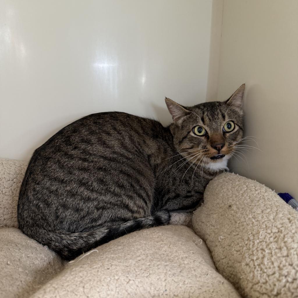 Barn/Working Cats, an adoptable Domestic Short Hair in Glenwood Springs, CO, 81601 | Photo Image 3