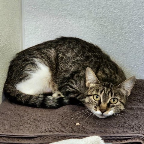 Barn/Working Cats, an adoptable Domestic Short Hair in Glenwood Springs, CO, 81601 | Photo Image 4