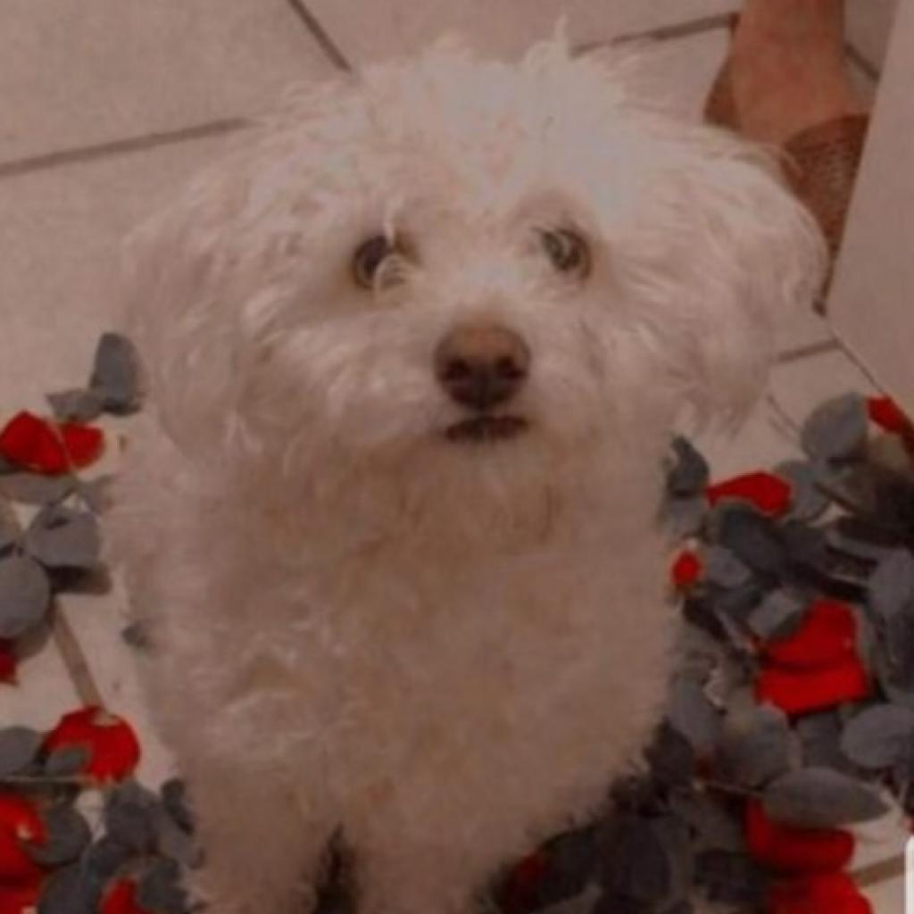 Zuzu, an adoptable Maltese, Poodle in San Diego, CA, 92130 | Photo Image 1