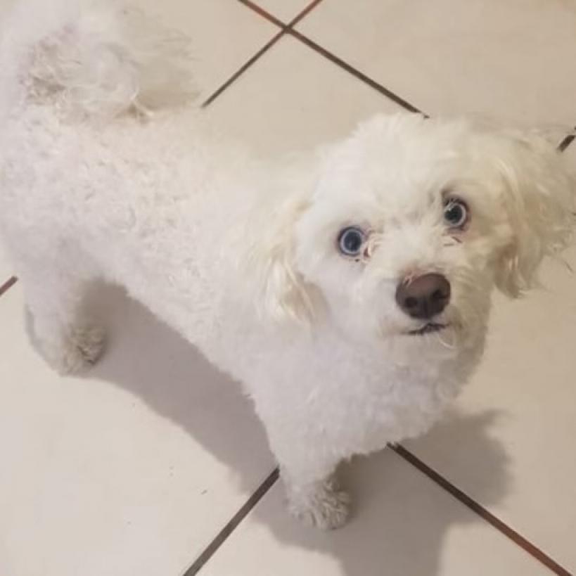 Zuzu, an adoptable Maltese, Poodle in San Diego, CA, 92130 | Photo Image 2