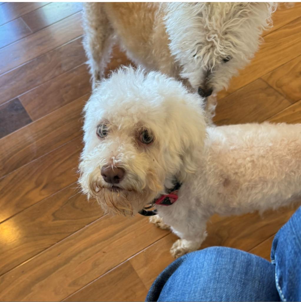 Zuzu, an adoptable Maltese, Poodle in San Diego, CA, 92130 | Photo Image 3
