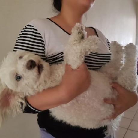 Zuzu, an adoptable Maltese, Poodle in San Diego, CA, 92130 | Photo Image 4