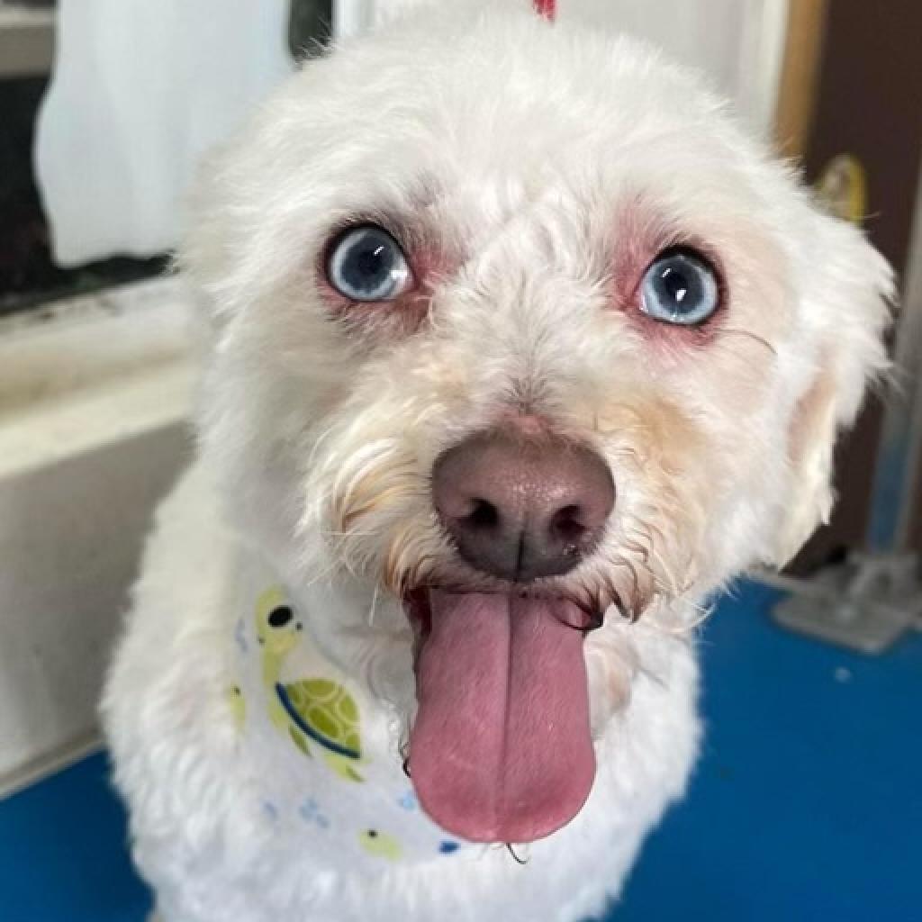 Zuzu, an adoptable Maltese, Poodle in San Diego, CA, 92130 | Photo Image 5