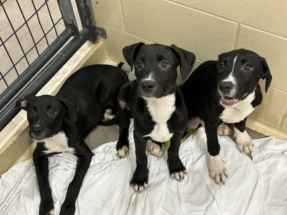 Marshall, an adoptable Mixed Breed in Houghton, MI, 49931 | Photo Image 1