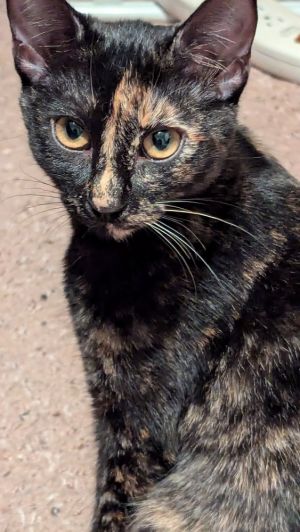Hera, Young Female unknown