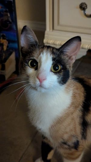 Ghost, Adult Female Calico