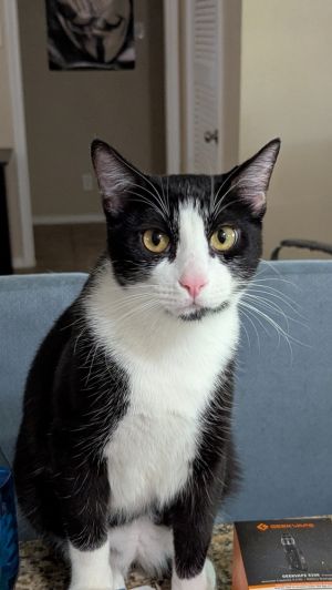 Hermes, Young Male Domestic Short Hair