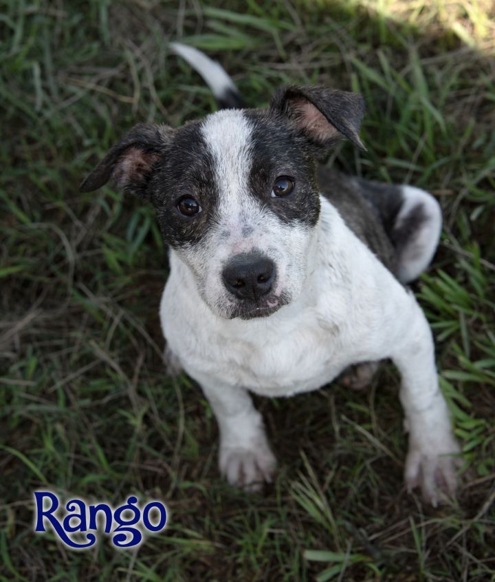 Rango 1