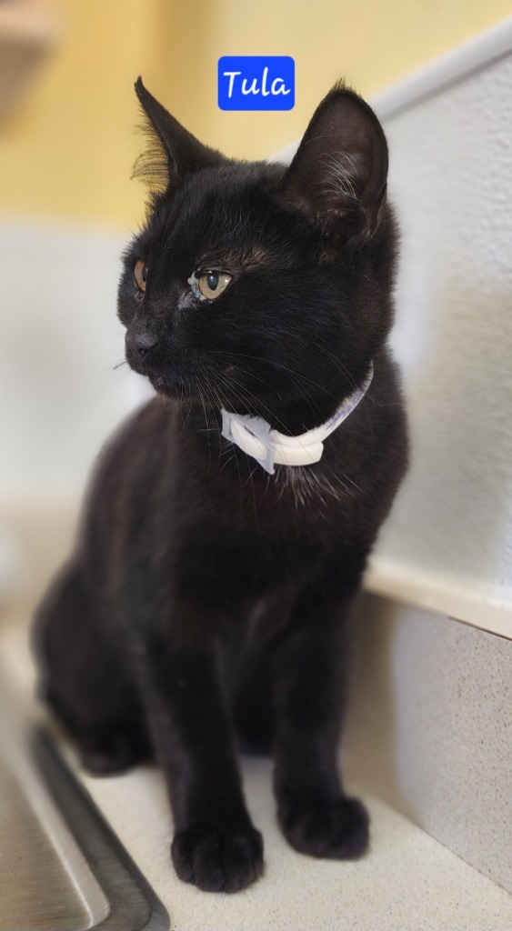 Tula, an adoptable Domestic Short Hair in Gold Beach, OR, 97444 | Photo Image 1